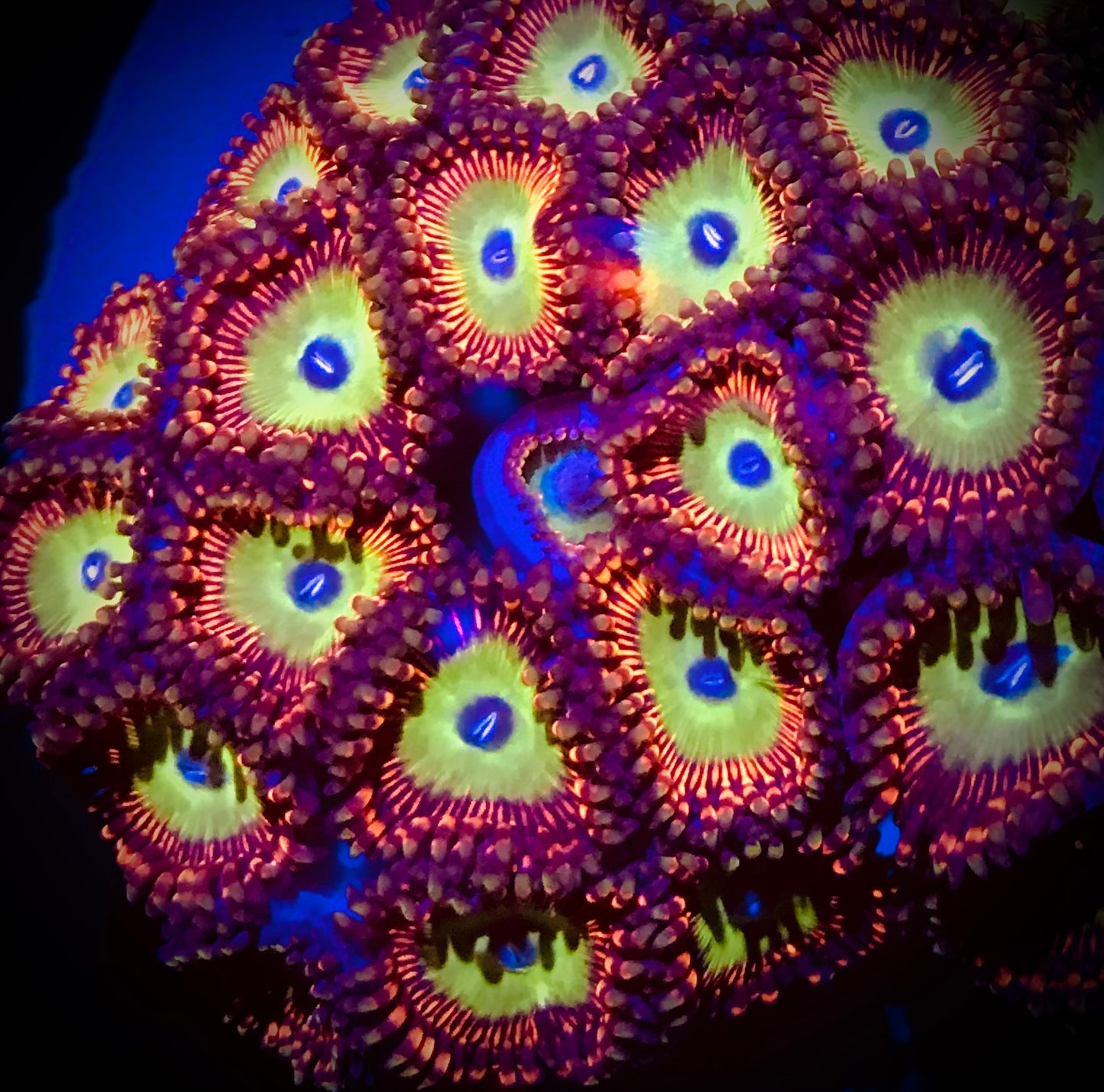 Candy Apple Red Zoanthid