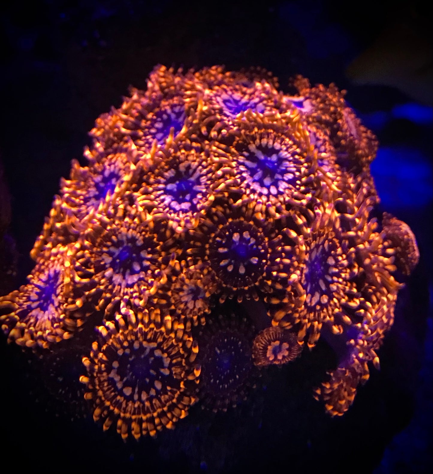 Utter Chaos Zoanthid