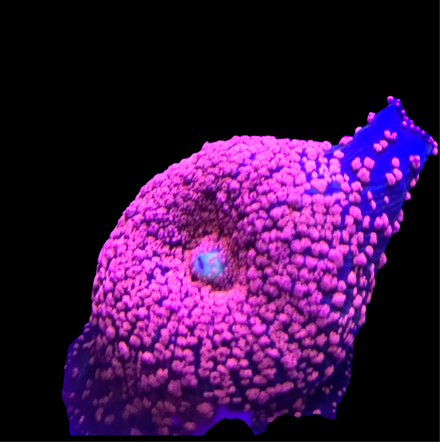 Pink Interstellar Mushroom