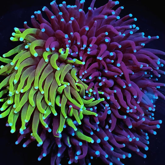 Bi-Color Long Tentacle Plate