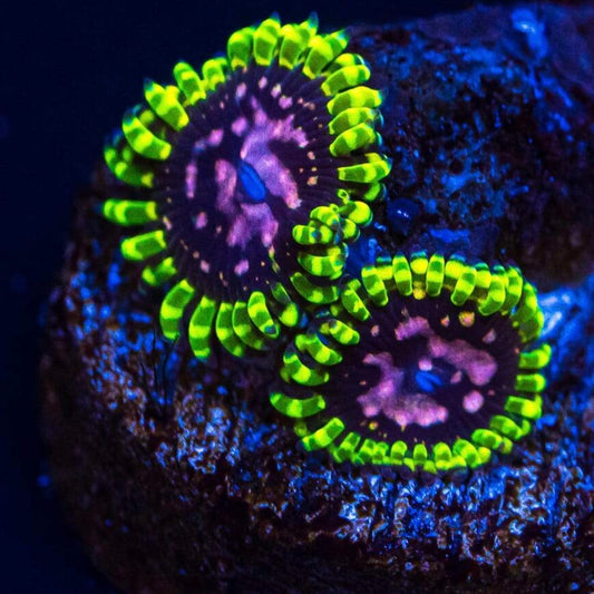 Purple Monster Zoanthid