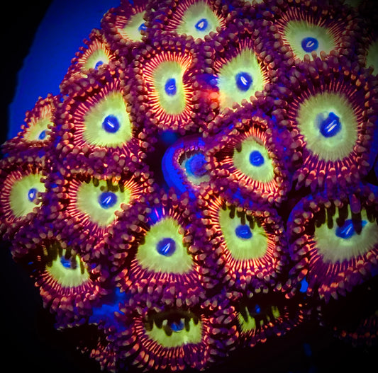 Candy Apple Red Zoanthid