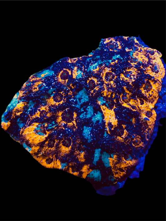 Tri- Color Acan Echinata Colony