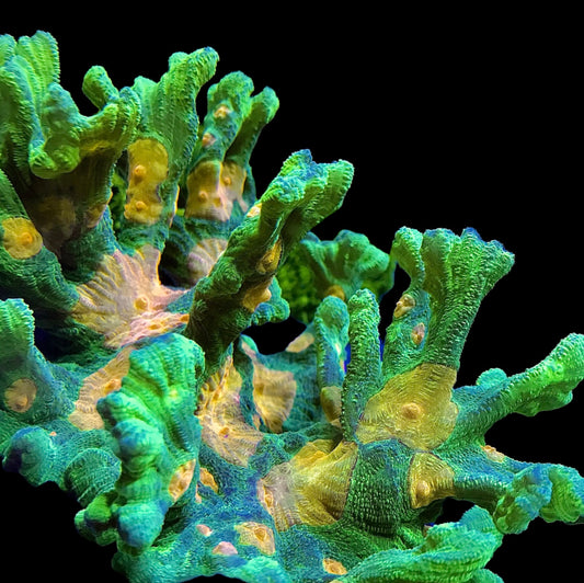 Space Invader Pectinia